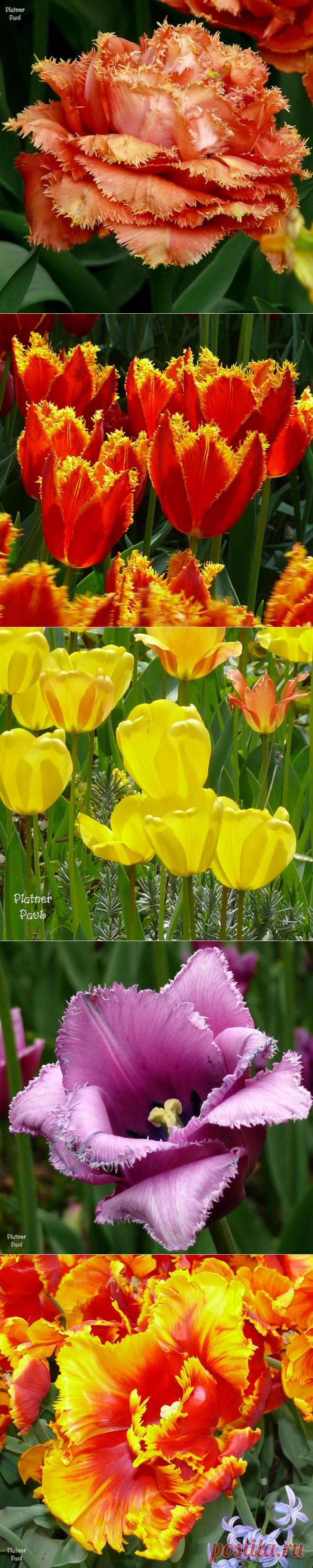 Плейкаст «Весенняя мелодия тюльпанов. Койкенхоф - Королевский Сад Цветов.»