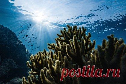 Изменение климата связали с исчезновением кораллов из-за инфекций. Ученые предсказали, что к следующему столетию коралловые рифы во всем мире будут заражены опасными инфекциями, которые могут привести к исчезновению связанных с ними экосистем. К этому приведет глобальное потепление, способствующее увеличению температуры поверхности моря.