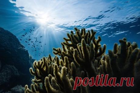 Изменение климата связали с исчезновением кораллов из-за инфекций. Ученые предсказали, что к следующему столетию коралловые рифы во всем мире будут заражены опасными инфекциями, которые могут привести к исчезновению связанных с ними экосистем. К этому приведет глобальное потепление, способствующее увеличению температуры поверхности моря.