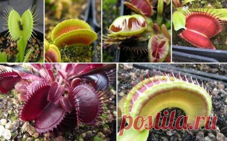 Плотоядное растение венерина мухоловка: уход в домашних условиях