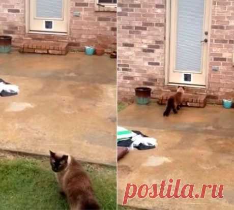 Парень установил кошачью дверь, но она не нужна коту, чтобы попасть в дом