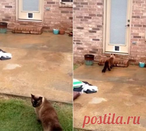 Парень установил кошачью дверь, но она не нужна коту, чтобы попасть в дом