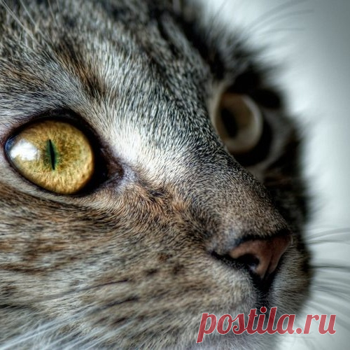 КОШКИНЫ АРОМАТЫ
