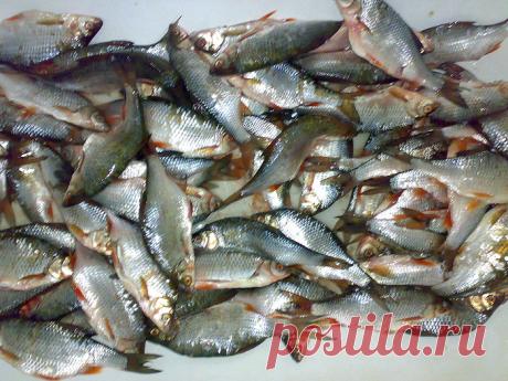 Как солить и вялить рыбу