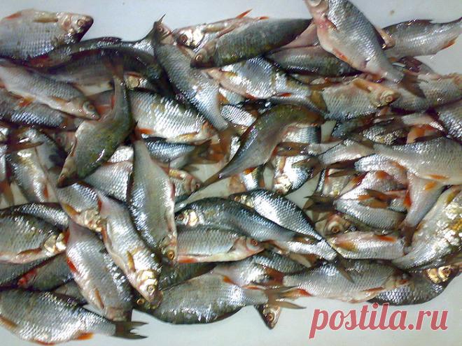 Как солить и вялить рыбу