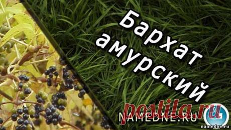 Бархат амурский - лечебные свойства - Названия растений Б - Лечебные травы - Народные рецепты - "NAMEDNE" - НАРОДНЫЕ СРЕДСТВА