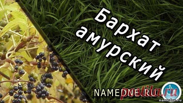 Бархат амурский - лечебные свойства - Названия растений Б - Лечебные травы - Народные рецепты - "NAMEDNE" - НАРОДНЫЕ СРЕДСТВА