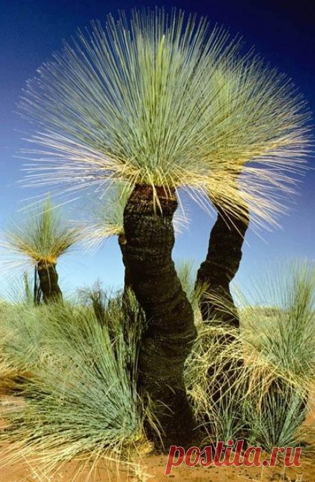 легенда о дереве