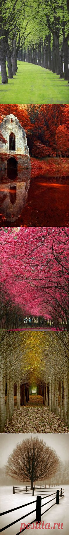 ~~Walking towards the light…. ~ Tree Farm in autumn by Dylan MacMaster~~ | Autumn ~ Splendor