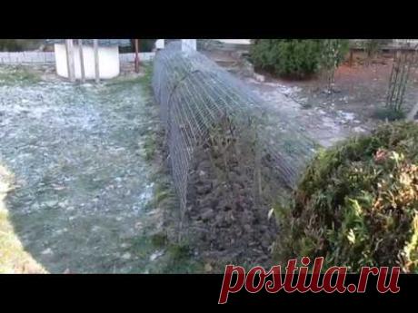 Розы в ноябре. Опрыскивание Обрезка отвечаю на вопросы. Начинаем укрывать.