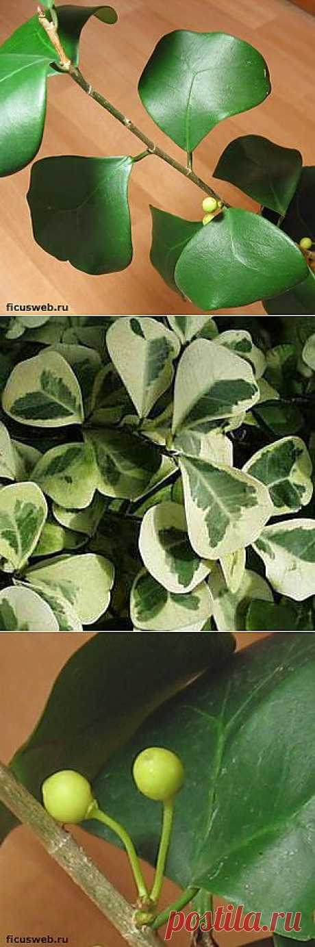 Фикус треугольный / Ficus triangularis