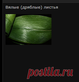 БОЛЕЗНИ и ВРЕДИТЕЛИ ОРХИДЕЙ. ПРОБЛЕМЫ С ЛИСТЬЯМИ ОРХИДЕЙ. Как лечить орхидею? Орхидея заболела. ПЯТНА НА ЛИСТЬЯ. ОРХИДЕЯ ЗАВЯЛА. ВЯНУТ ЛИСТЬЯ ОРХИДЕЙ. БЕЛЫЕ ПЯТНА НА ЛИСТЬЯХ ОРХИДЕЙ. ОРХИДЕЯ ПОГИБАЕТ. ТРЕЩИНЫ на листьях фаленопсиса.