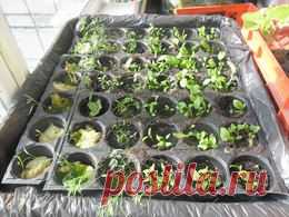 Экохата: огород на балконе – это просто >> Общество >> Городской портал Ульяновска: новости, погода, афиша, работа, объявления