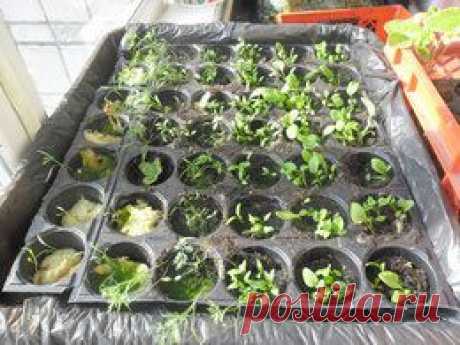 Экохата: огород на балконе – это просто &gt;&gt; Общество &gt;&gt; Городской портал Ульяновска: новости, погода, афиша, работа, объявления