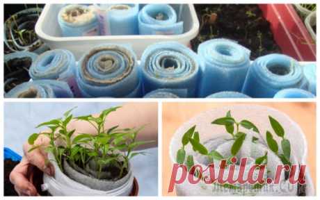 Рассада в улитках и пеленках – экономия места и грунта - Идеальная хозяйка