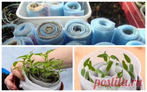Рассада в улитках и пеленках – экономия места и грунта - Идеальная хозяйка
