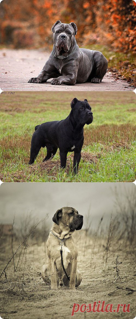 Кане Корсо, фотографии Кане Корсо