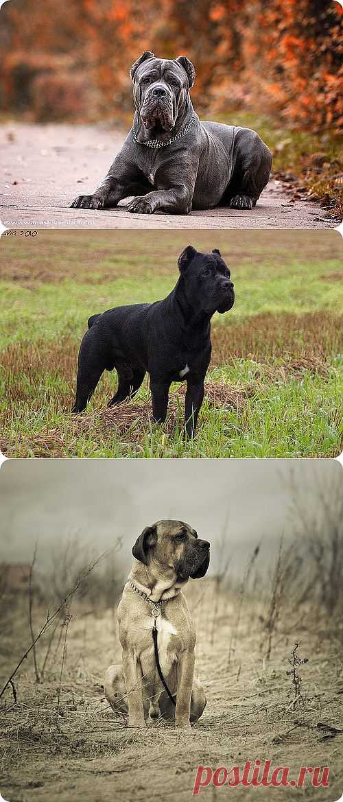 Кане Корсо, фотографии Кане Корсо