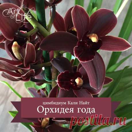 (1) Орхидея года - Цимбидиум Кали Найт! После... - Orchidea Info - Орхидеи-инфо