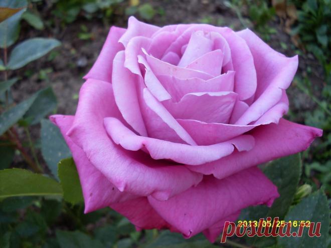 Мой Мир@Mail.Ru