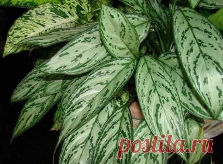 Тенелюбивые и неприхотливые комнатные растения: названия и фото Тенелюбивые растения
Они очень выручат тех цветоводов, которые живут в квартирах, окнами выходящими на север, или все время проводят в офисах с маленьким количеством окон.
Такие растения интенсивно ра...