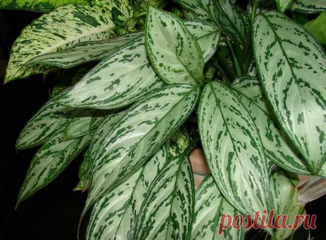 Тенелюбивые и неприхотливые комнатные растения: названия и фото Тенелюбивые растения
Они очень выручат тех цветоводов, которые живут в квартирах, окнами выходящими на север, или все время проводят в офисах с маленьким количеством окон.
Такие растения интенсивно ра...