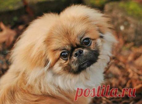 Пекинес: все о породе собак от А до Я