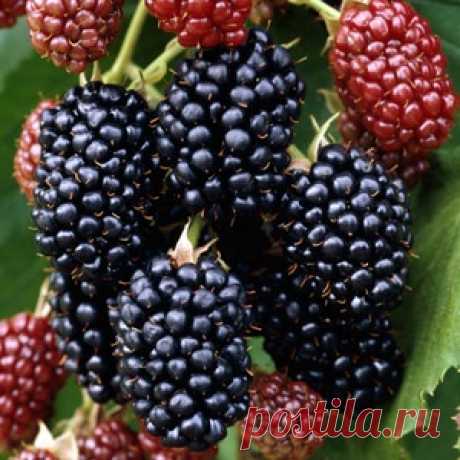 ВСЕ СЕКРЕТЫ ЧЕРНОЙ МАЛИНЫ