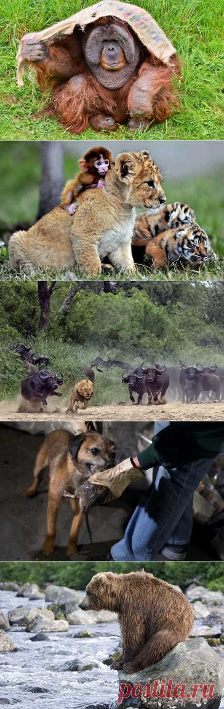 &amp;raquo; Фотографии животных за неделю Это интересно!