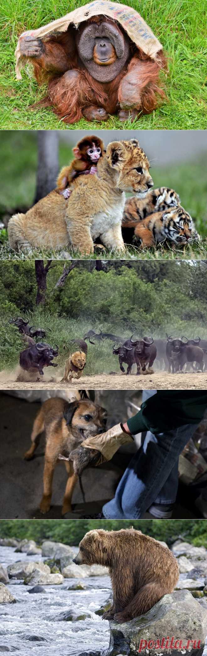 &raquo; Фотографии животных за неделю Это интересно!