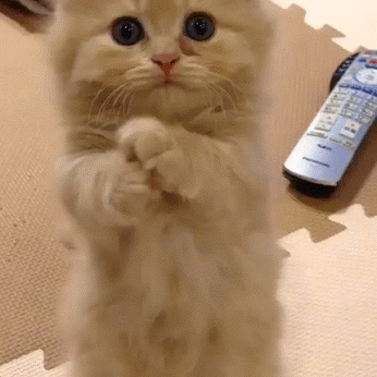 Котики, которые нигде не продадут! прикольные гифки
