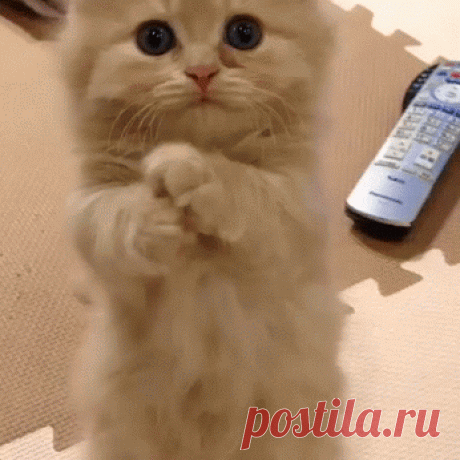 Котики, которые нигде не пропадут! прикольные гифки