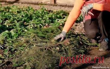 Дачникам. Как защитить клубнику зимой &nbsp;5 простых шага, чтобы весной не остаться без урожая!Многие дачники ошибочно считают, что клубника &mdash; морозостойкая и сама справится с зимой. На деле же даже небольшие перепады температур, чередующиеся с оттепелями и морозами, могут привести к выпреванию корней и гибели кустов....