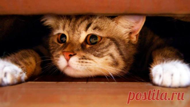 Попугай, говорящий на Идиш | Animals | Дзен