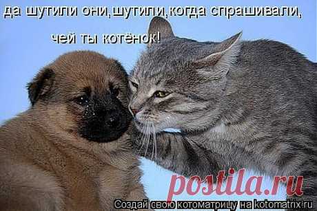 kotomatritsa_mZ.jpg (Изображение JPEG, 500 × 334 пикселов)