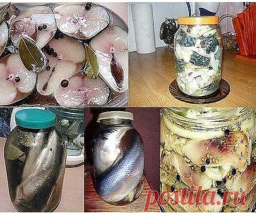 12 Рецептов домашнего посола скумбрии, сельди, кильки и мойвы