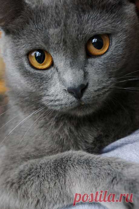 (6) Pinterest