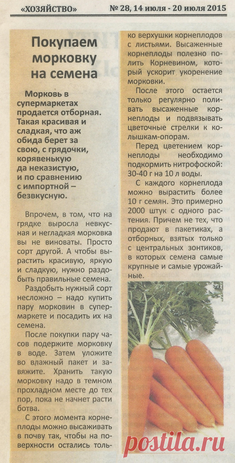 Покупаем морковку на семена