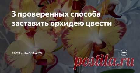 3 проверенных способа заставить орхидею цвести Экзотическая красавица орхидея уже давно стала превосходно украшать мое скромное жилище. И ценю я ее, прежде всего за роскошное по своей красоте цветение. Она так завораживающе цветет, что ни один гость в моем доме не может пройти мимо, все начинают любоваться ее нежными кистями с бутонами и цветками.
Я давно научилась ухаживать за орхидеей и исходя из своего личного опыта сегодня расскажу как