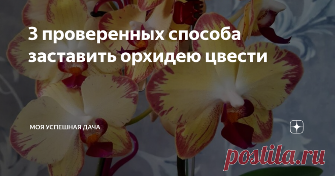 3 проверенных способа заставить орхидею цвести Экзотическая красавица орхидея уже давно стала превосходно украшать мое скромное жилище. И ценю я ее, прежде всего за роскошное по своей красоте цветение. Она так завораживающе цветет, что ни один гость в моем доме не может пройти мимо, все начинают любоваться ее нежными кистями с бутонами и цветками.
Я давно научилась ухаживать за орхидеей и исходя из своего личного опыта сегодня расскажу как