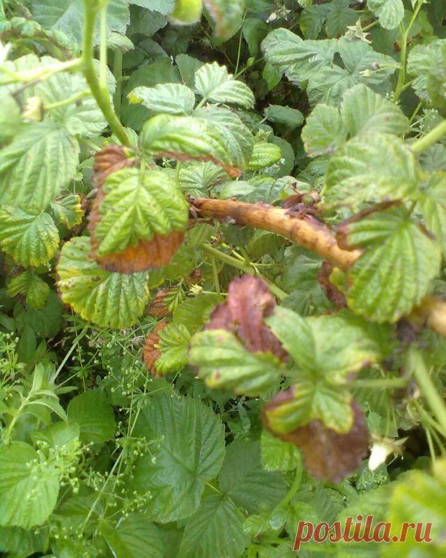 Почему малина сохнет во время плодоношения и как бороться — Сад Заготовка