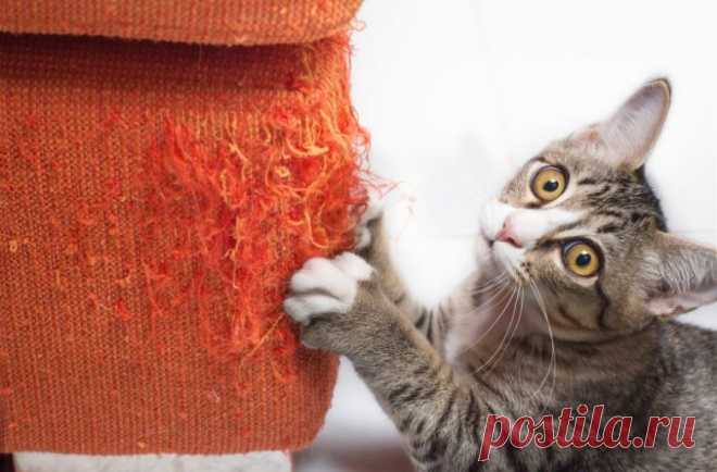 Как отучить кота точить когти о диван / Домоседы