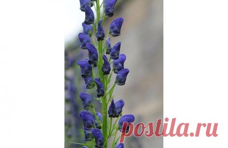 Этот цветущий сад — самый опасный убийца на Земле!