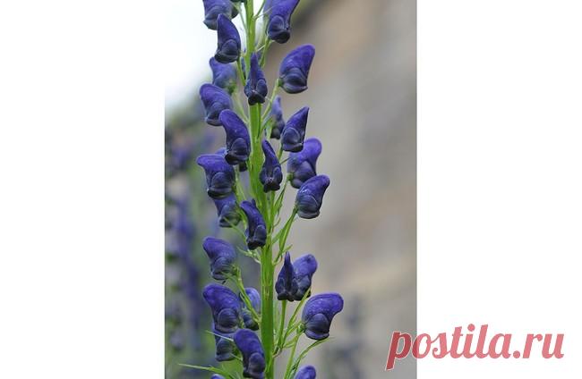 Этот цветущий сад — самый опасный убийца на Земле!