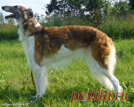 Русскую псовую борзую, получившую своё имя от слова «псовина», что значит волнистая шелковистая шерсть, считают истинным аристократом среди собак.