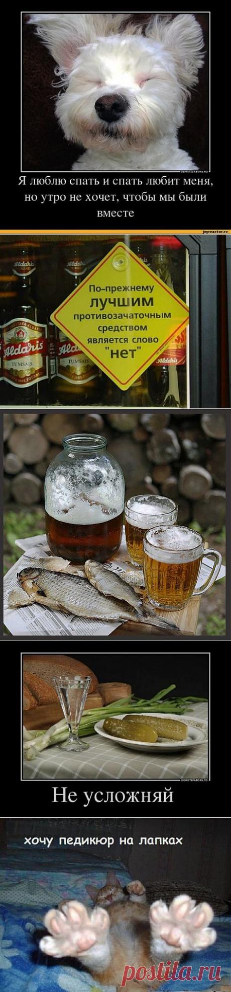 (+1) тема - Забавные афоризмы на злобу дня))) | ОБОРЖАКА ;)