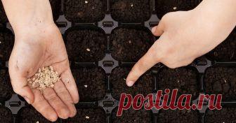 Посев помидоров на рассаду – пошаговая инструкция Подробный мастер-класс с фото, как посеять помидоры на рассаду и вырастить крепкие сеянцы.