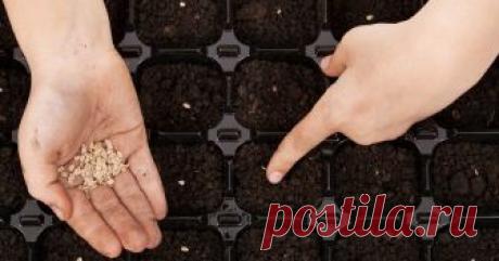 Посев помидоров на рассаду – пошаговая инструкция Подробный мастер-класс с фото, как посеять помидоры на рассаду и вырастить крепкие сеянцы.
