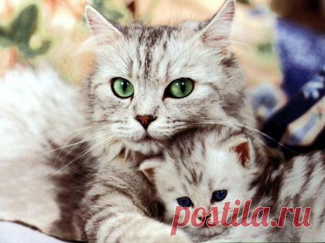 wallpapers_cats_239.jpg (1024×768)
