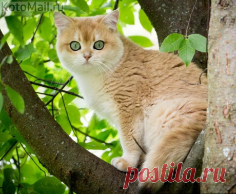 Совиный кот:)